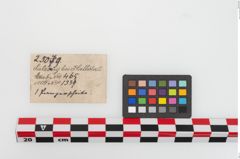Etiketten zu Bronzephalere (NHMW-PRAE-025079)
